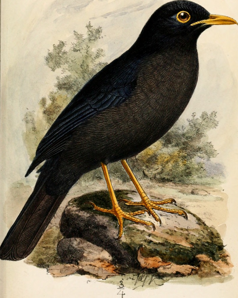 common blackbird, Eurasian blackbird (Turdus merula); DISPLAY FULL IMAGE.