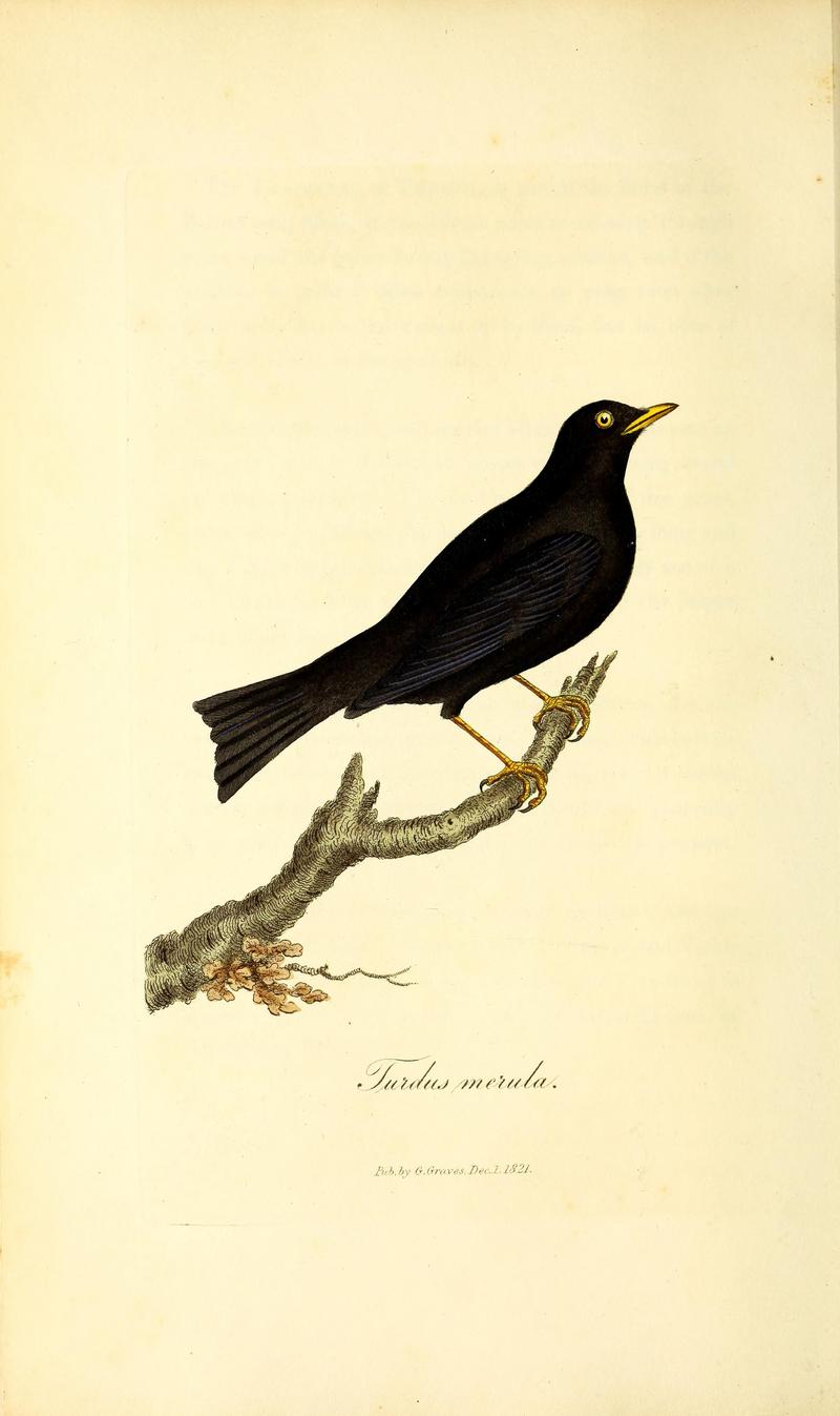 common blackbird, Eurasian blackbird (Turdus merula); DISPLAY FULL IMAGE.
