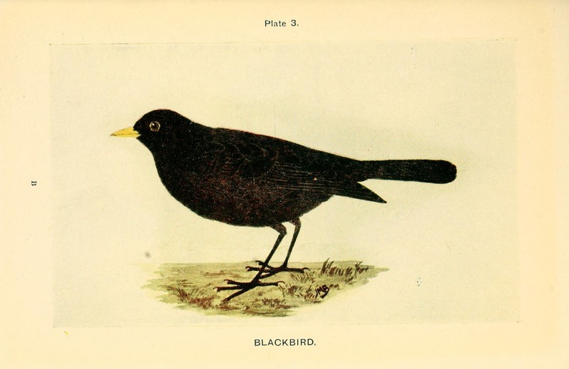 common blackbird, Eurasian blackbird (Turdus merula); DISPLAY FULL IMAGE.