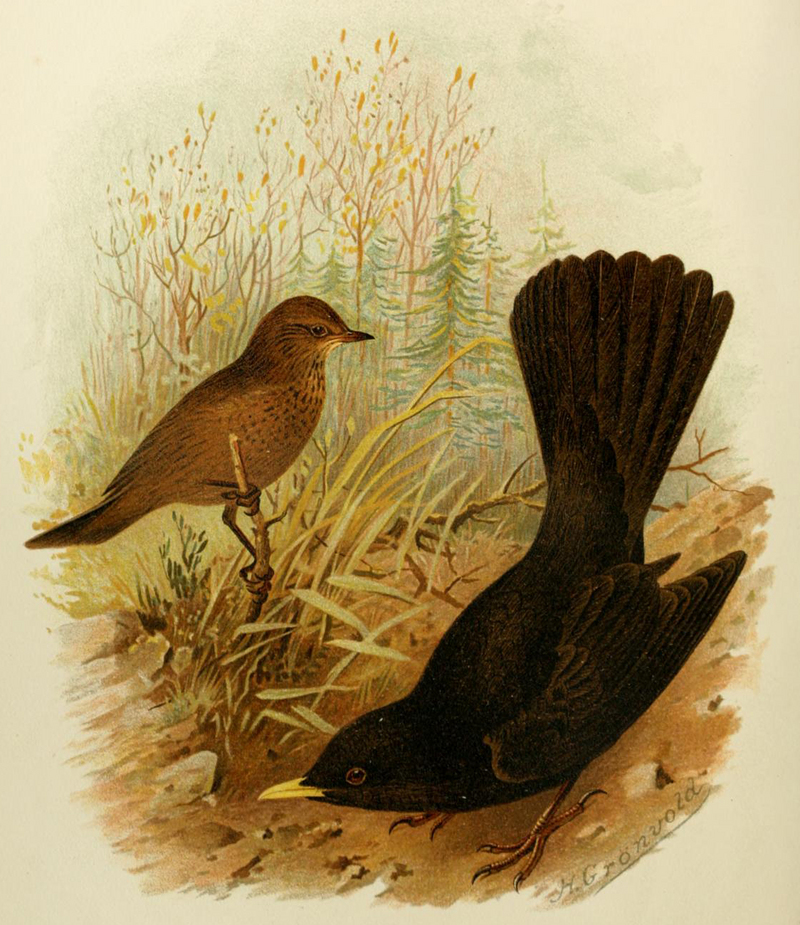 common blackbird, Eurasian blackbird (Turdus merula); DISPLAY FULL IMAGE.