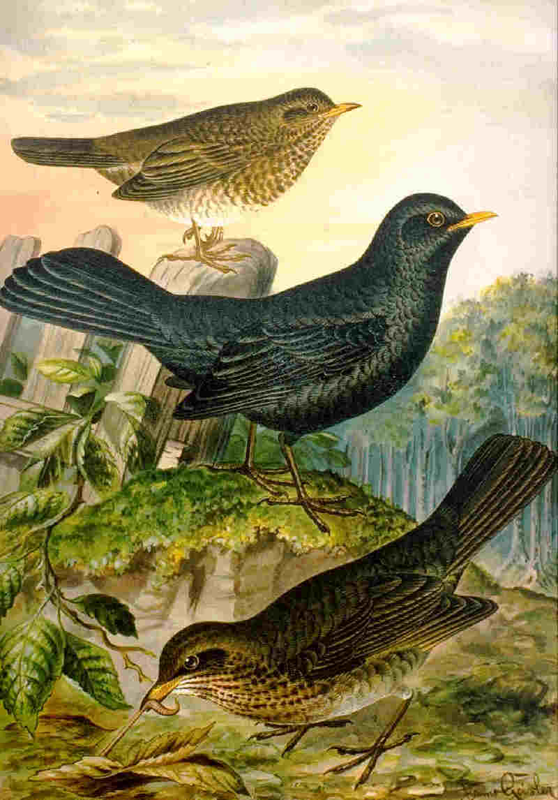 common blackbird, Eurasian blackbird (Turdus merula); DISPLAY FULL IMAGE.