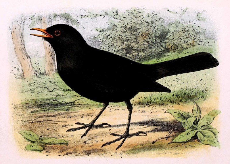 common blackbird, Eurasian blackbird (Turdus merula); DISPLAY FULL IMAGE.