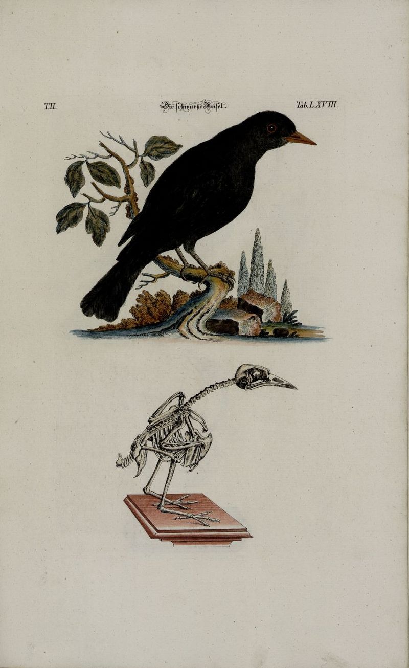 common blackbird, Eurasian blackbird (Turdus merula); DISPLAY FULL IMAGE.