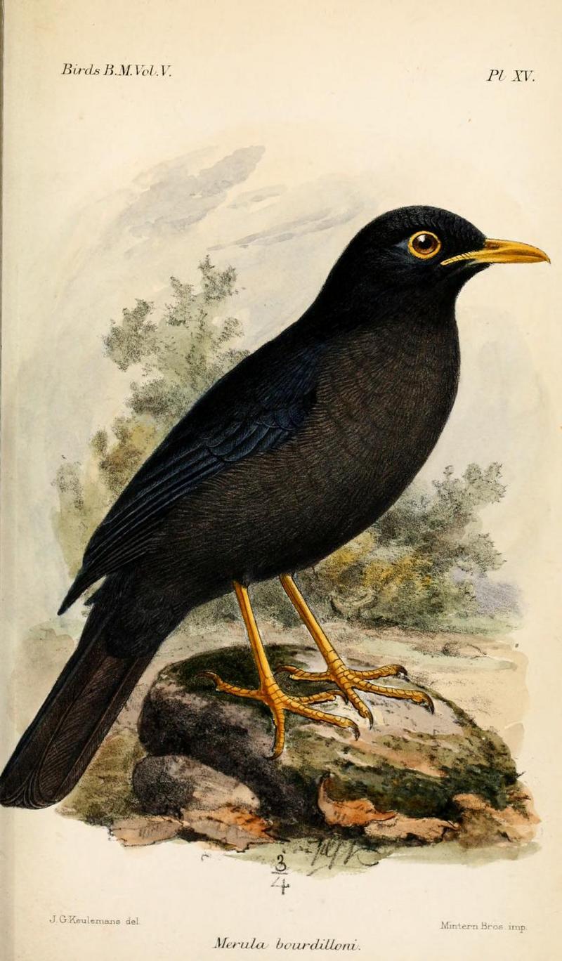common blackbird, Eurasian blackbird (Turdus merula bourdilloni); DISPLAY FULL IMAGE.