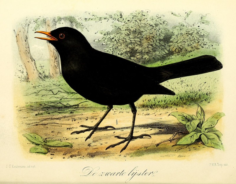 common blackbird, Eurasian blackbird (Turdus merula); DISPLAY FULL IMAGE.