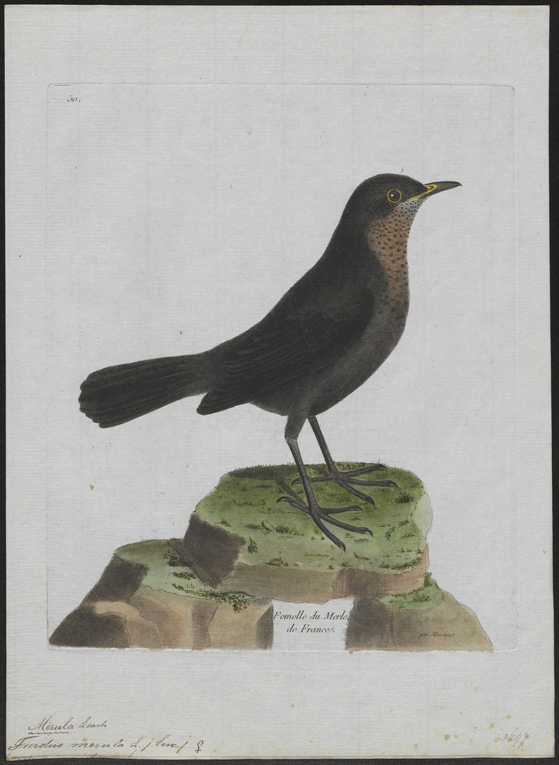 common blackbird, Eurasian blackbird (Turdus merula); DISPLAY FULL IMAGE.