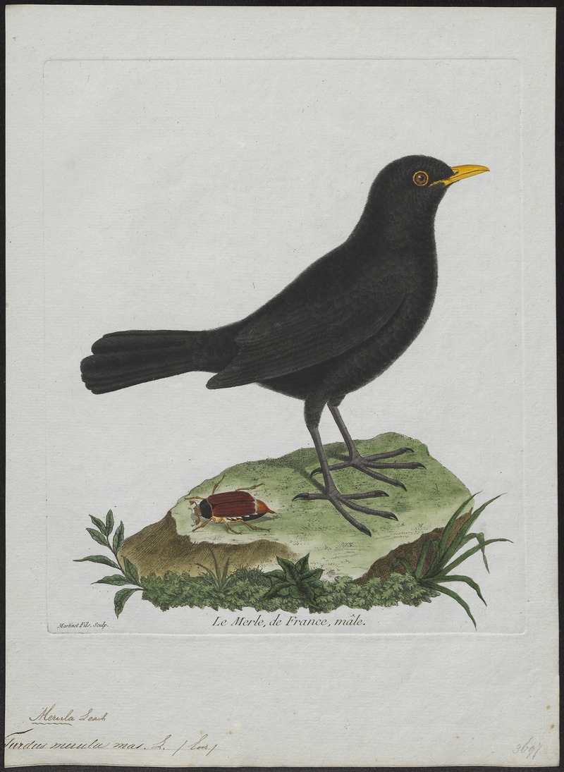 common blackbird, Eurasian blackbird (Turdus merula); DISPLAY FULL IMAGE.