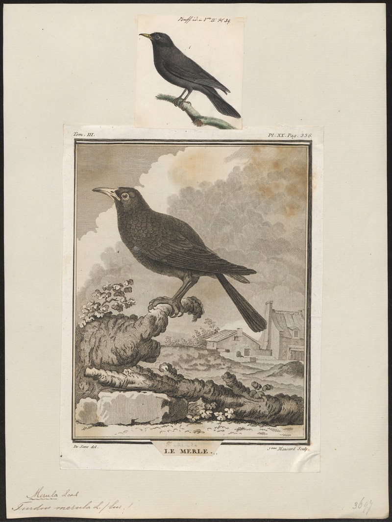 common blackbird, Eurasian blackbird (Turdus merula); DISPLAY FULL IMAGE.