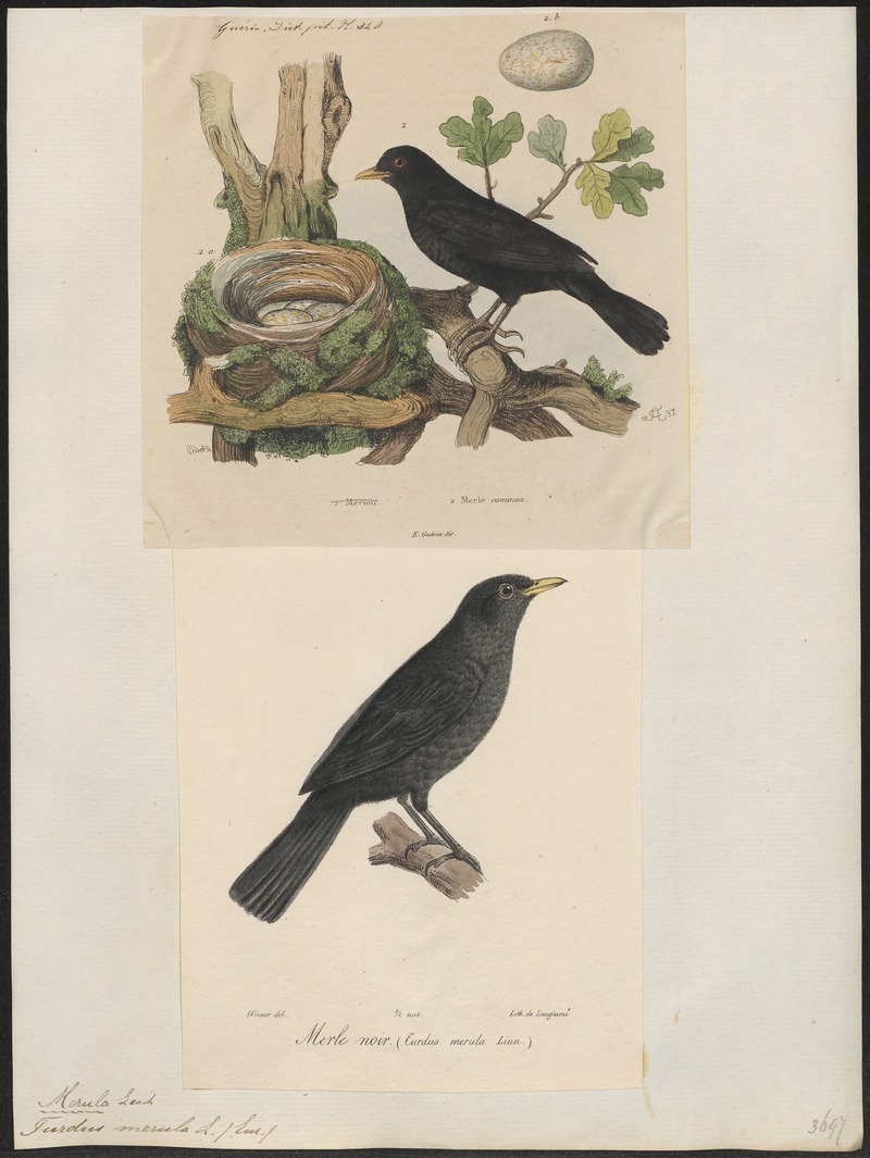 common blackbird, Eurasian blackbird (Turdus merula); DISPLAY FULL IMAGE.