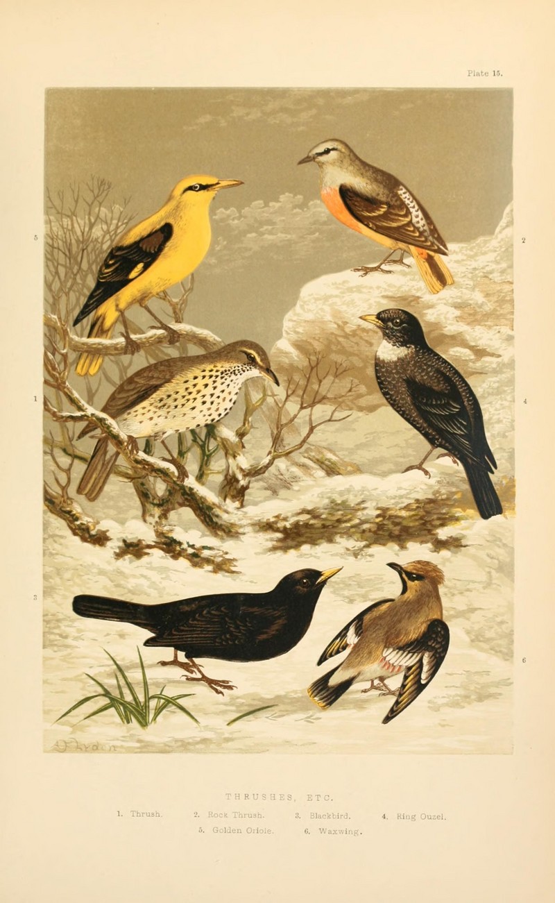 Eurasian golden oriole (Oriolus oriolus), common rock thrush (Monticola saxatilis), song thrush (Turdus philomelos), ring ouzel (Turdus torquatus), Eurasian blackbird (Turdus merula), Bohemian waxwing (Bombycilla garrulus); DISPLAY FULL IMAGE.