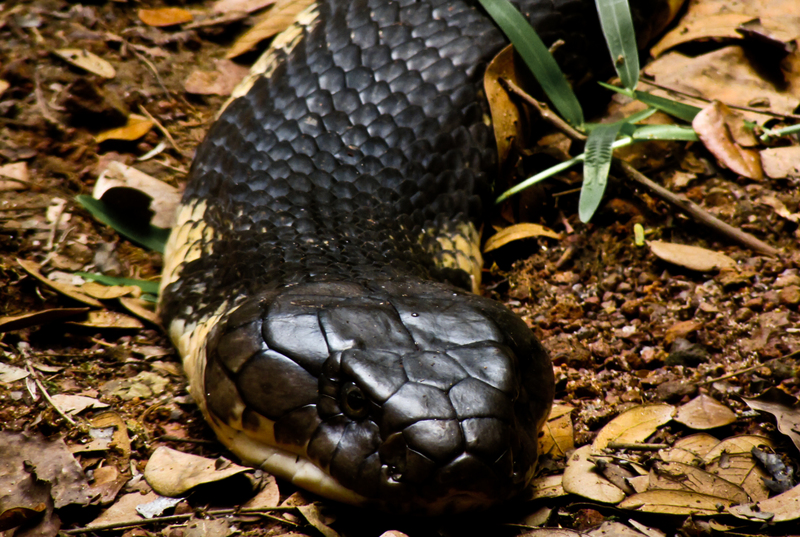 king cobra (Ophiophagus hannah); DISPLAY FULL IMAGE.