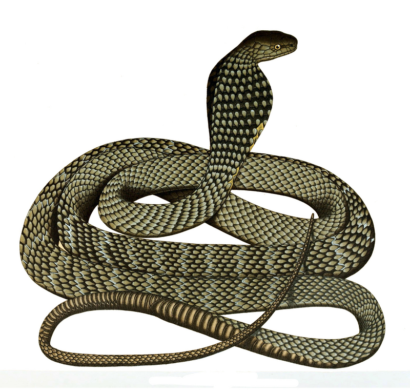 king cobra (Ophiophagus hannah); DISPLAY FULL IMAGE.