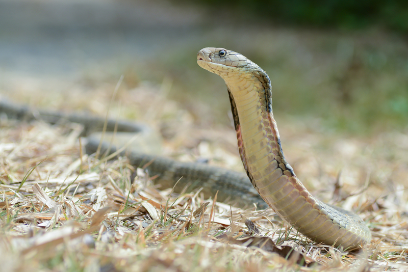 king cobra (Ophiophagus hannah); DISPLAY FULL IMAGE.