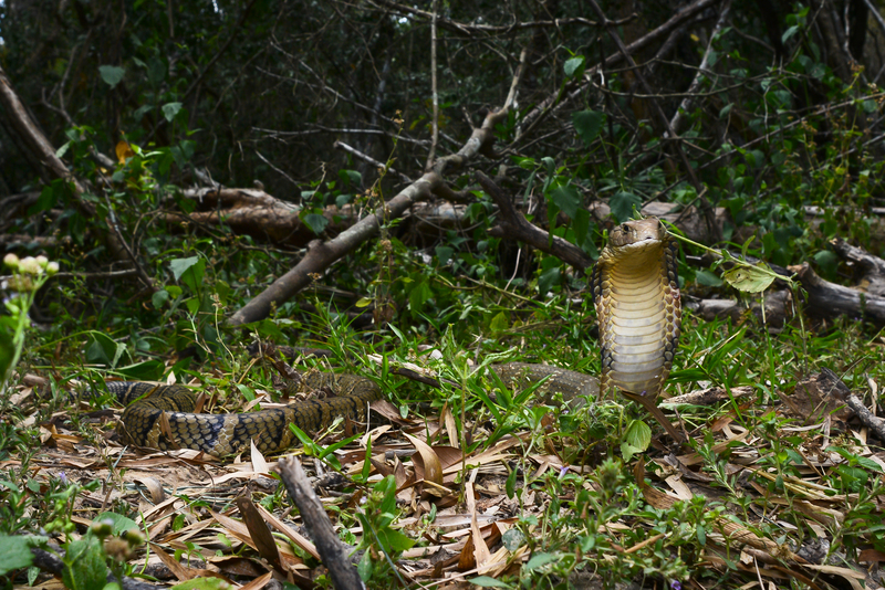 king cobra (Ophiophagus hannah); DISPLAY FULL IMAGE.