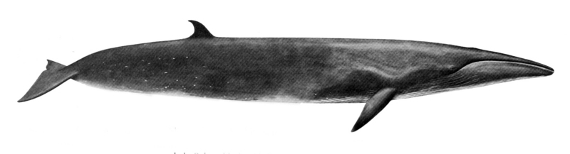 sei whale (Balaenoptera borealis); DISPLAY FULL IMAGE.