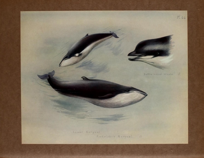 northern bottlenose whale (Hyperoodon ampullatus), northern minke whale (Balaenoptera acutorostrata), sei whale (Balaenoptera borealis); DISPLAY FULL IMAGE.