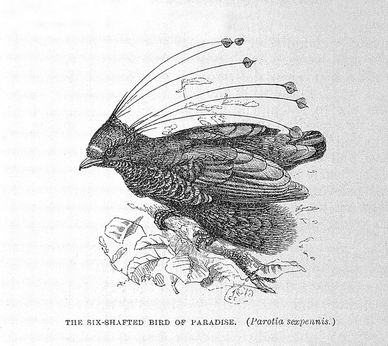 western parotia, Arfak parotia (Parotia sefilata); DISPLAY FULL IMAGE.