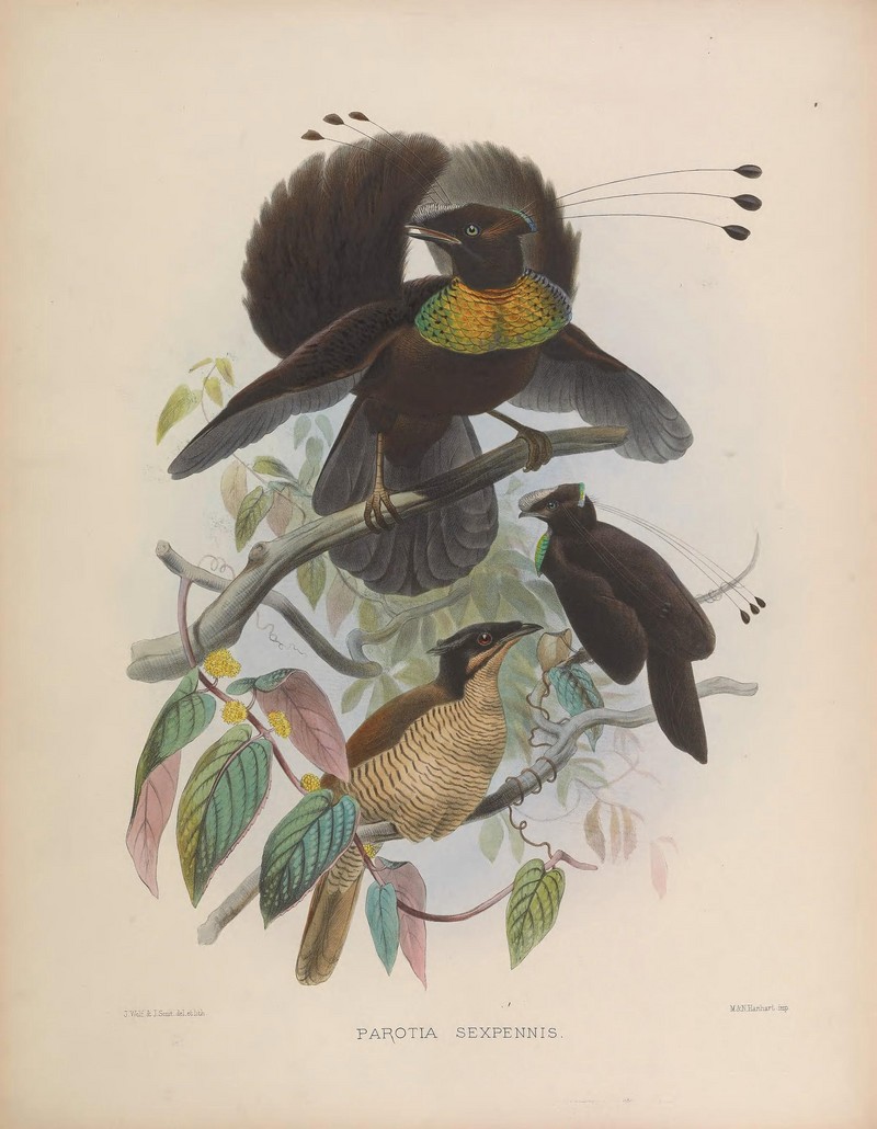 western parotia, Arfak parotia (Parotia sefilata); DISPLAY FULL IMAGE.