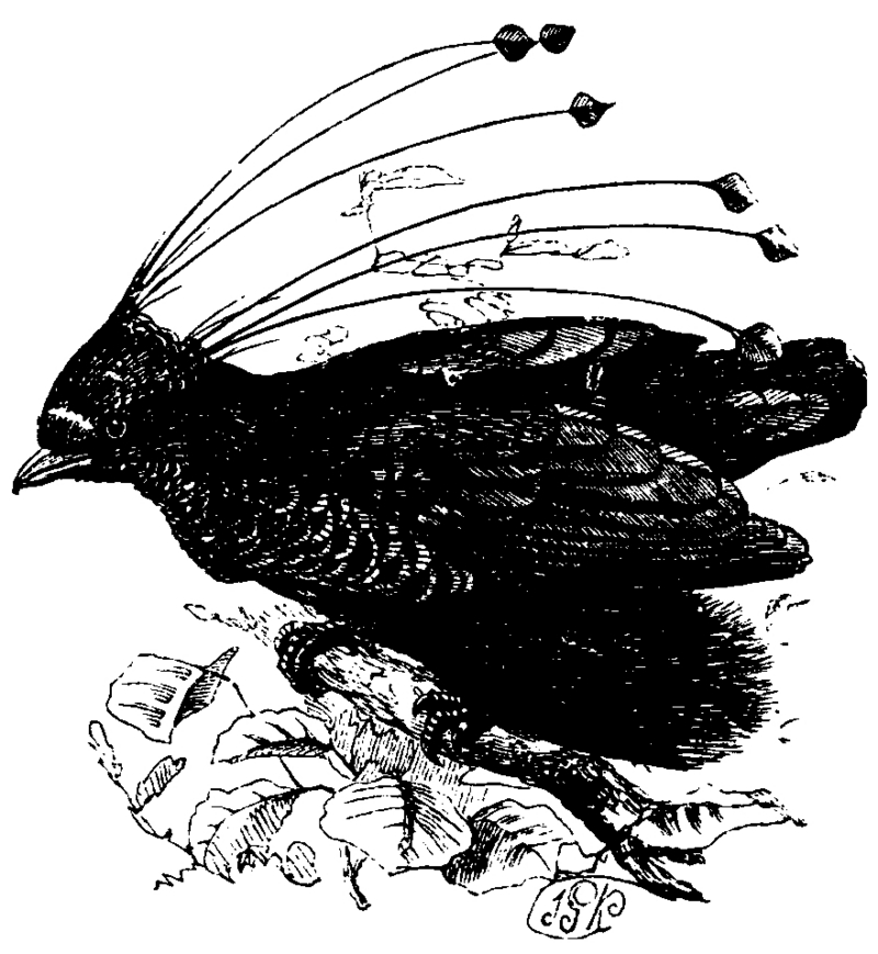 western parotia, Arfak parotia (Parotia sefilata); DISPLAY FULL IMAGE.