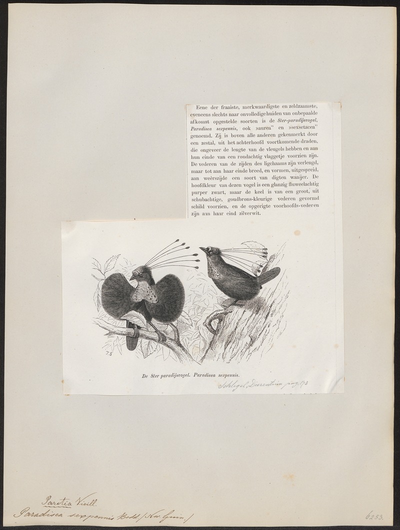 western parotia, Arfak parotia (Parotia sefilata); DISPLAY FULL IMAGE.