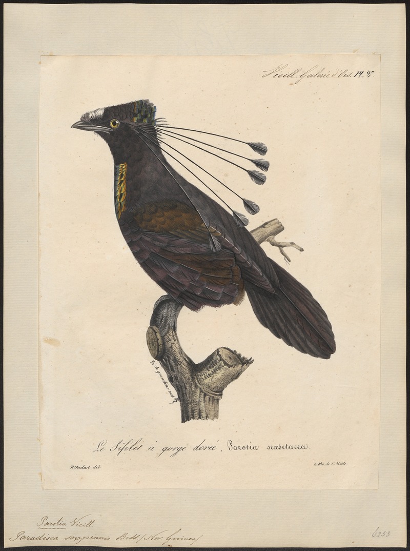 western parotia, Arfak parotia (Parotia sefilata); DISPLAY FULL IMAGE.