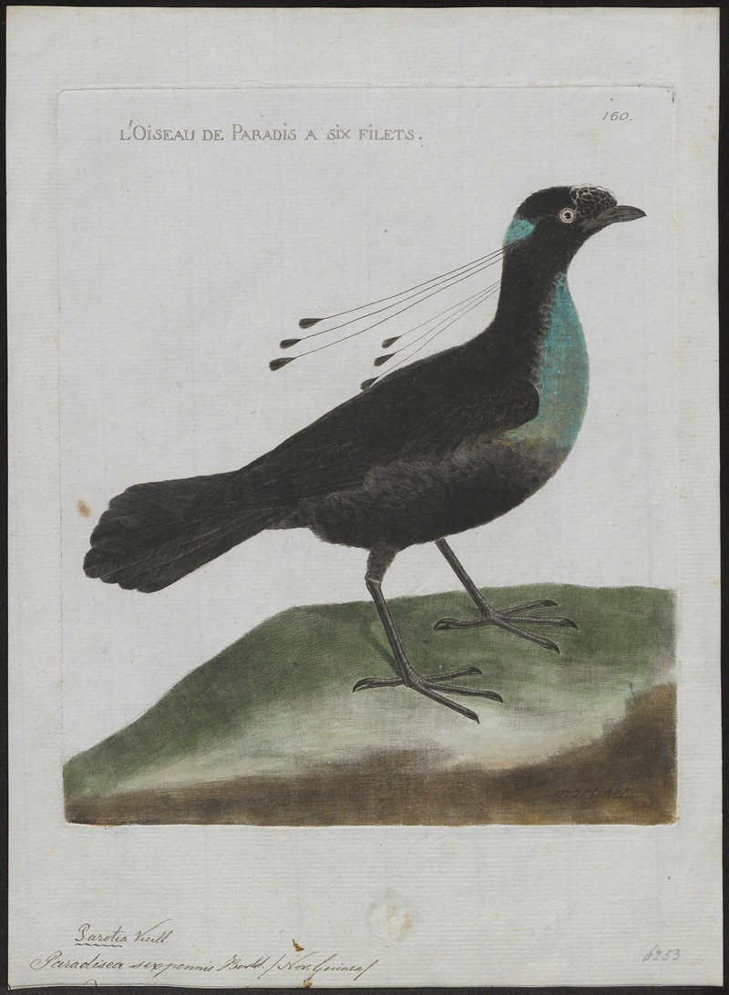 western parotia, Arfak parotia (Parotia sefilata); DISPLAY FULL IMAGE.