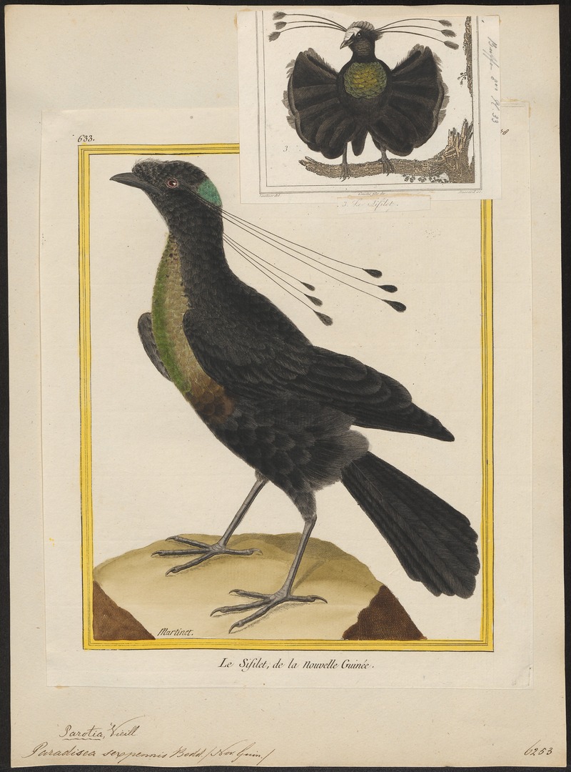 western parotia, Arfak parotia (Parotia sefilata); DISPLAY FULL IMAGE.