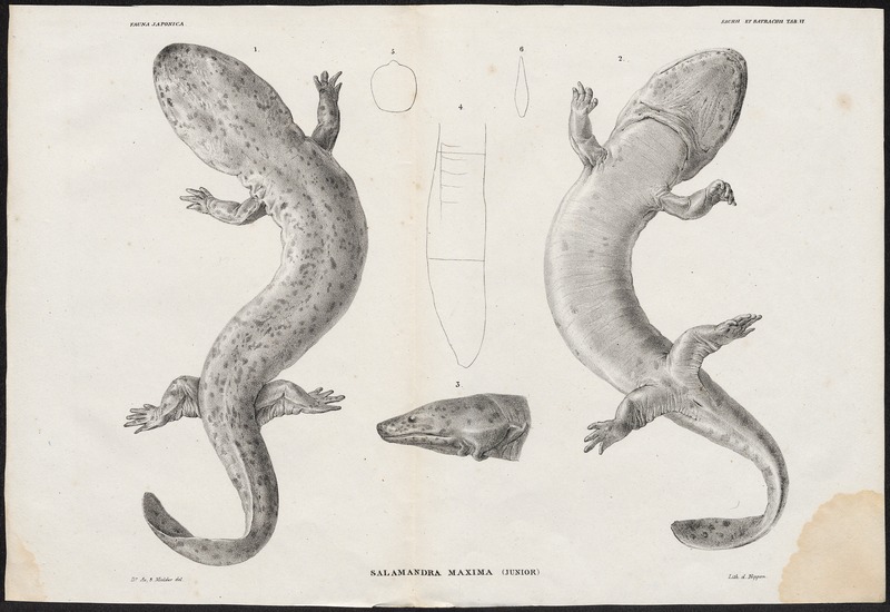 Japanese giant salamander (Andrias japonicus); DISPLAY FULL IMAGE.