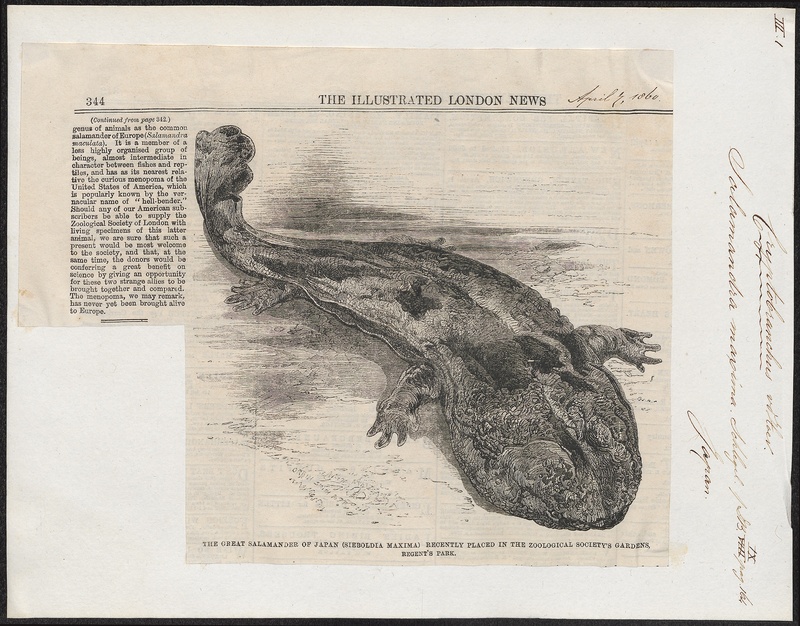 Japanese giant salamander (Andrias japonicus); DISPLAY FULL IMAGE.