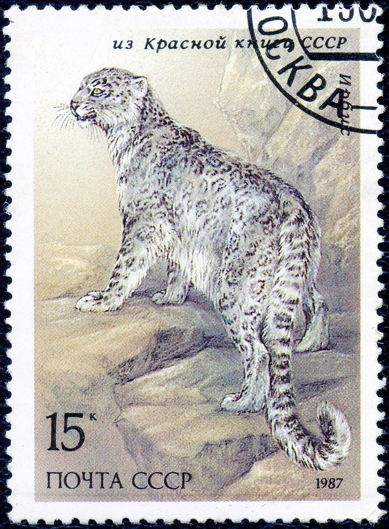 snow leopard, ounce (Panthera uncia syn. Uncia uncia); DISPLAY FULL IMAGE.