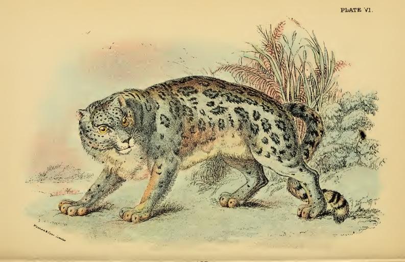 snow leopard, ounce (Panthera uncia syn. Uncia uncia); DISPLAY FULL IMAGE.