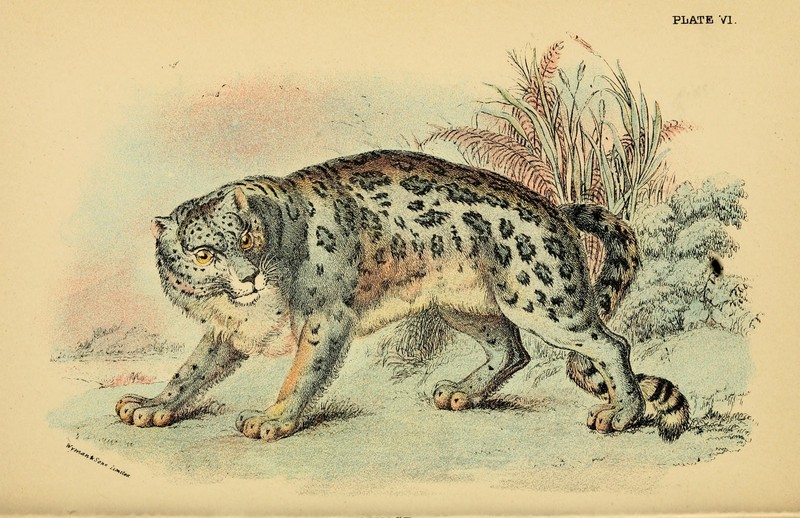 snow leopard, ounce (Panthera uncia syn. Uncia uncia); DISPLAY FULL IMAGE.