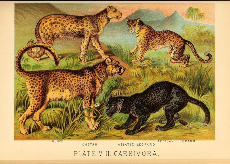 snow leopard (Panthera uncia), cheetah (Acinonyx jubatus), Indian leopard (Panthera pardus fusca), African leopard (Panthera pardus pardus); DISPLAY FULL IMAGE.