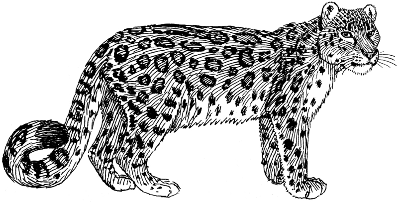 snow leopard, ounce (Panthera uncia syn. Uncia uncia); DISPLAY FULL IMAGE.