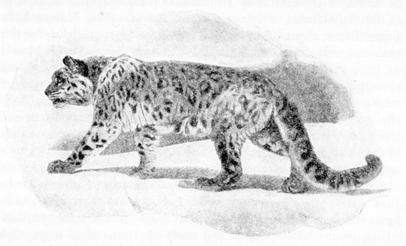 snow leopard, ounce (Panthera uncia syn. Uncia uncia); DISPLAY FULL IMAGE.