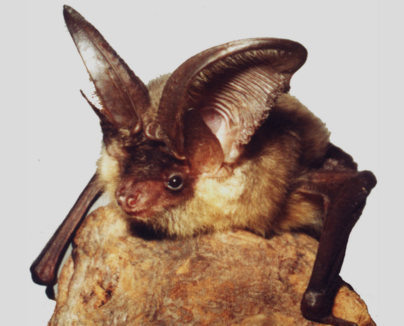 grey long-eared bat (Plecotus austriacus); DISPLAY FULL IMAGE.