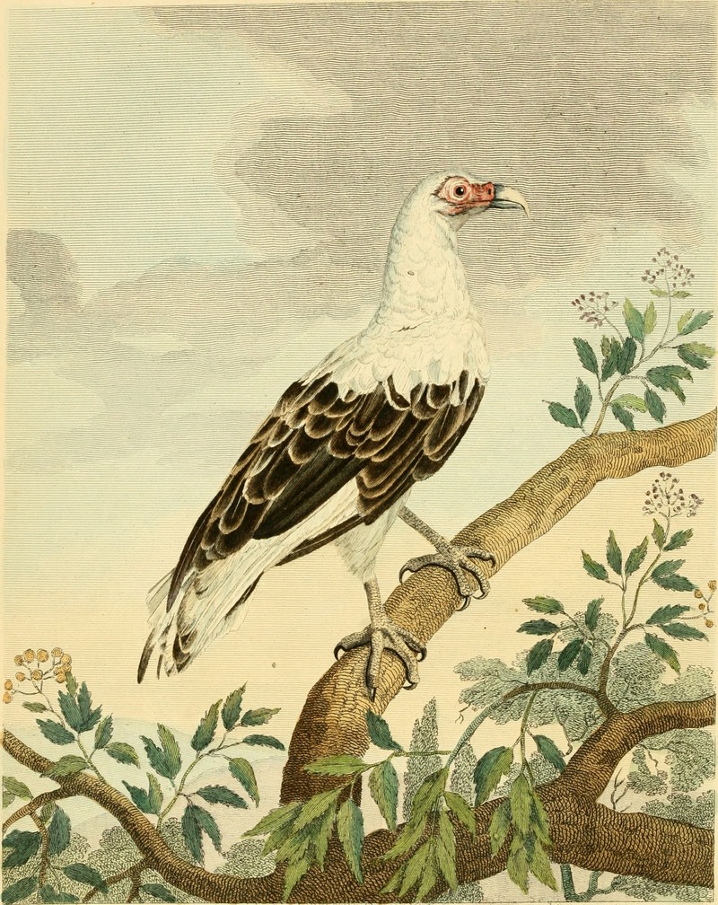 palm-nut vulture, vulturine fish eagle (Gypohierax angolensis); DISPLAY FULL IMAGE.