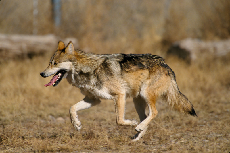 Mexican wolf (Canis lupus baileyi); DISPLAY FULL IMAGE.