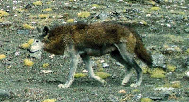 Tibetan wolf, woolly wolf (Canis lupus chanco); DISPLAY FULL IMAGE.