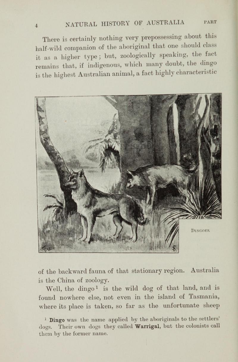 dingo (Canis lupus dingo); DISPLAY FULL IMAGE.