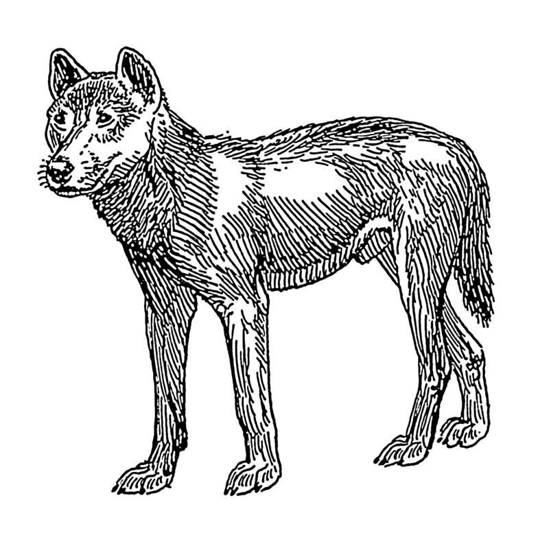 dingo (Canis lupus dingo); DISPLAY FULL IMAGE.