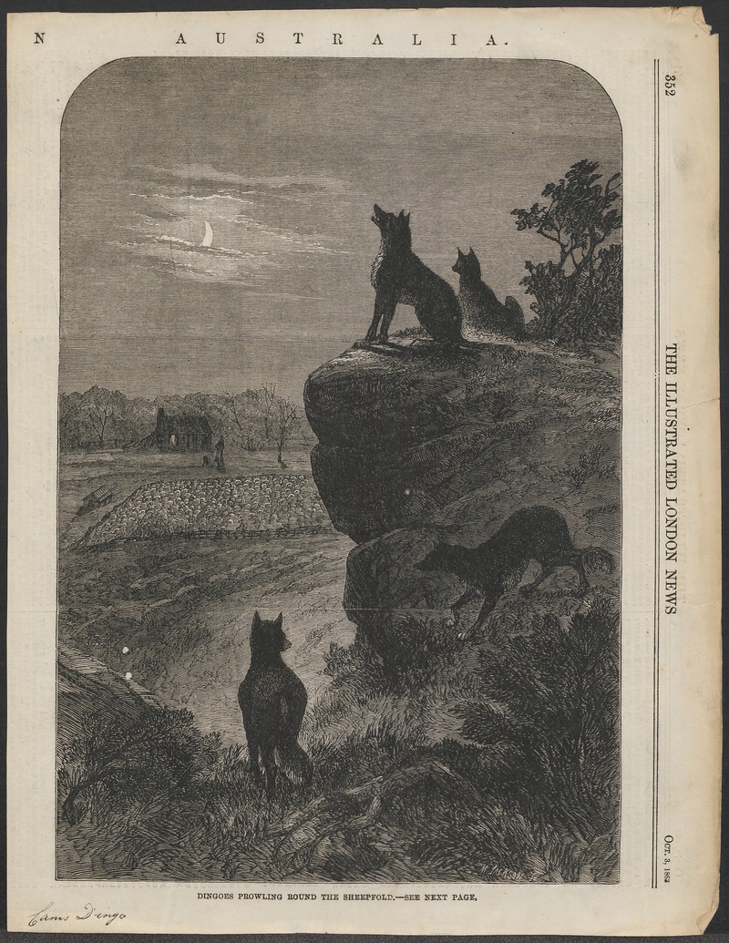 dingo (Canis lupus dingo); DISPLAY FULL IMAGE.