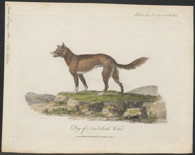 dingo (Canis lupus dingo); DISPLAY FULL IMAGE.
