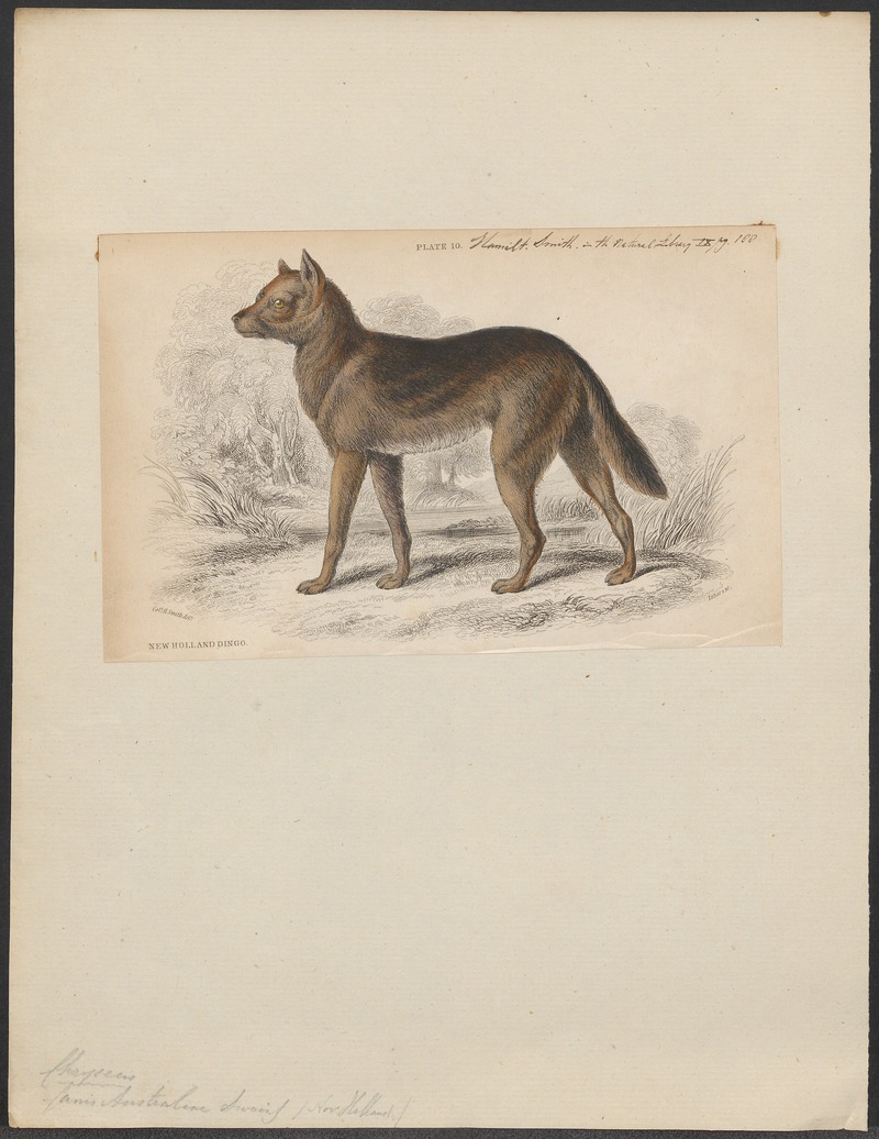 dingo (Canis lupus dingo); DISPLAY FULL IMAGE.
