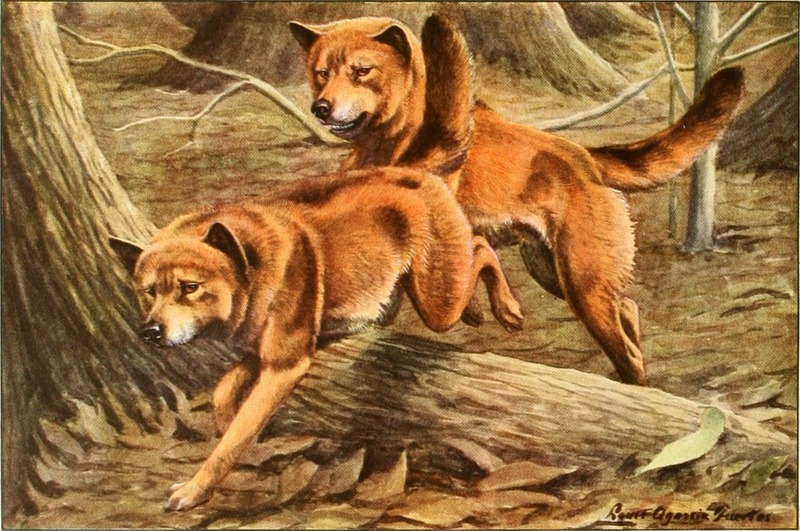 dingo (Canis lupus dingo); DISPLAY FULL IMAGE.