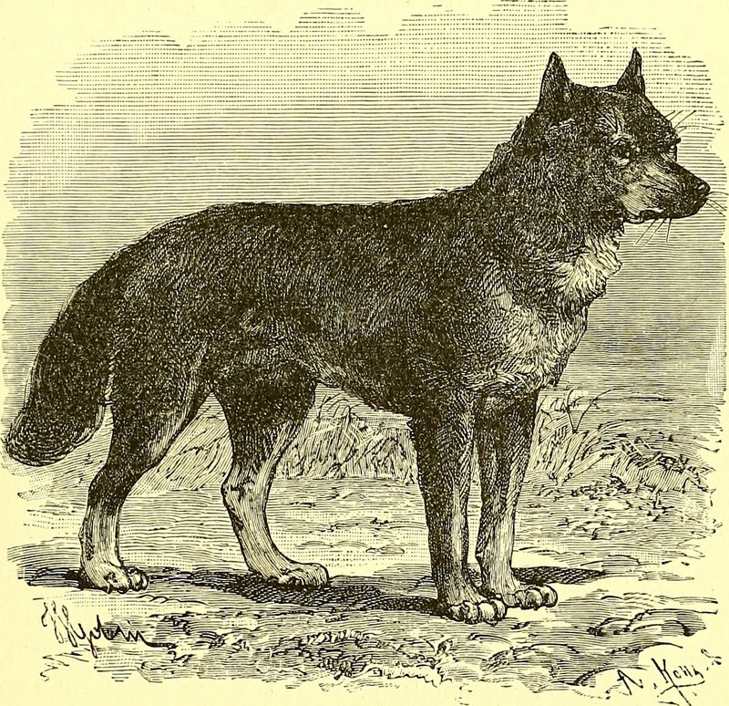 dingo (Canis lupus dingo); DISPLAY FULL IMAGE.