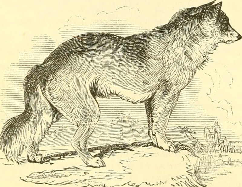 dingo (Canis lupus dingo); DISPLAY FULL IMAGE.