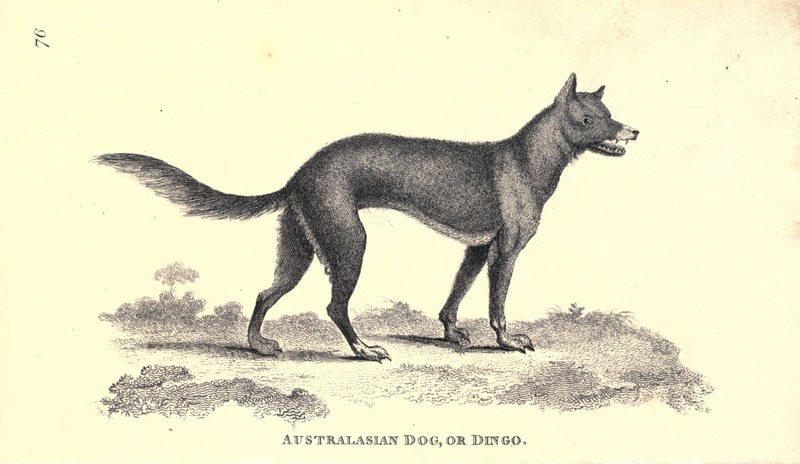 dingo (Canis lupus dingo); DISPLAY FULL IMAGE.
