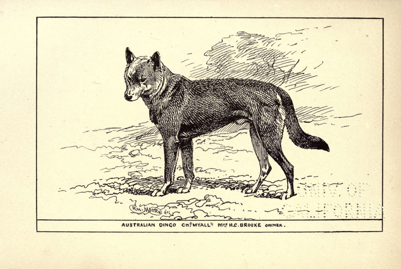 dingo (Canis lupus dingo); DISPLAY FULL IMAGE.