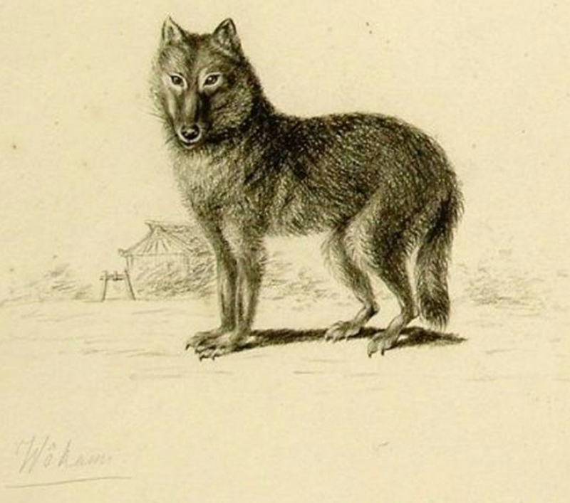 Japanese wolf (Canis lupus hodophilax); DISPLAY FULL IMAGE.